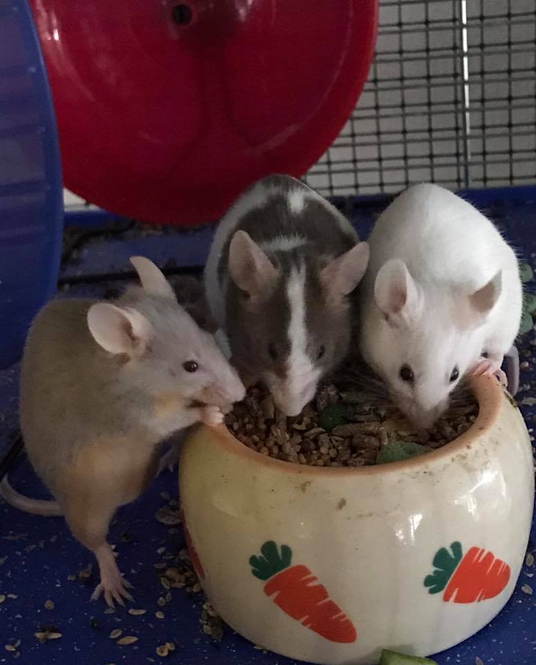 Rato doméstico