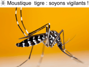 Moustique tigre photographié de près, espèce invasive à surveiller en Suisse romande
