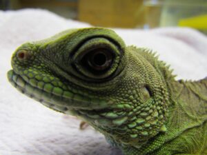 Photo de reptiles
