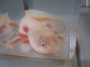 Axolotl