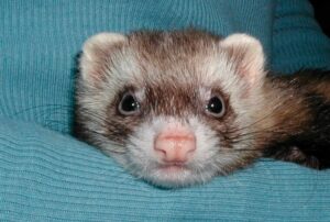 Photo gros plan d’un furet au Cabinet vétérinaire Au Furet à Échichens