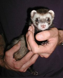 Ferret at the vet